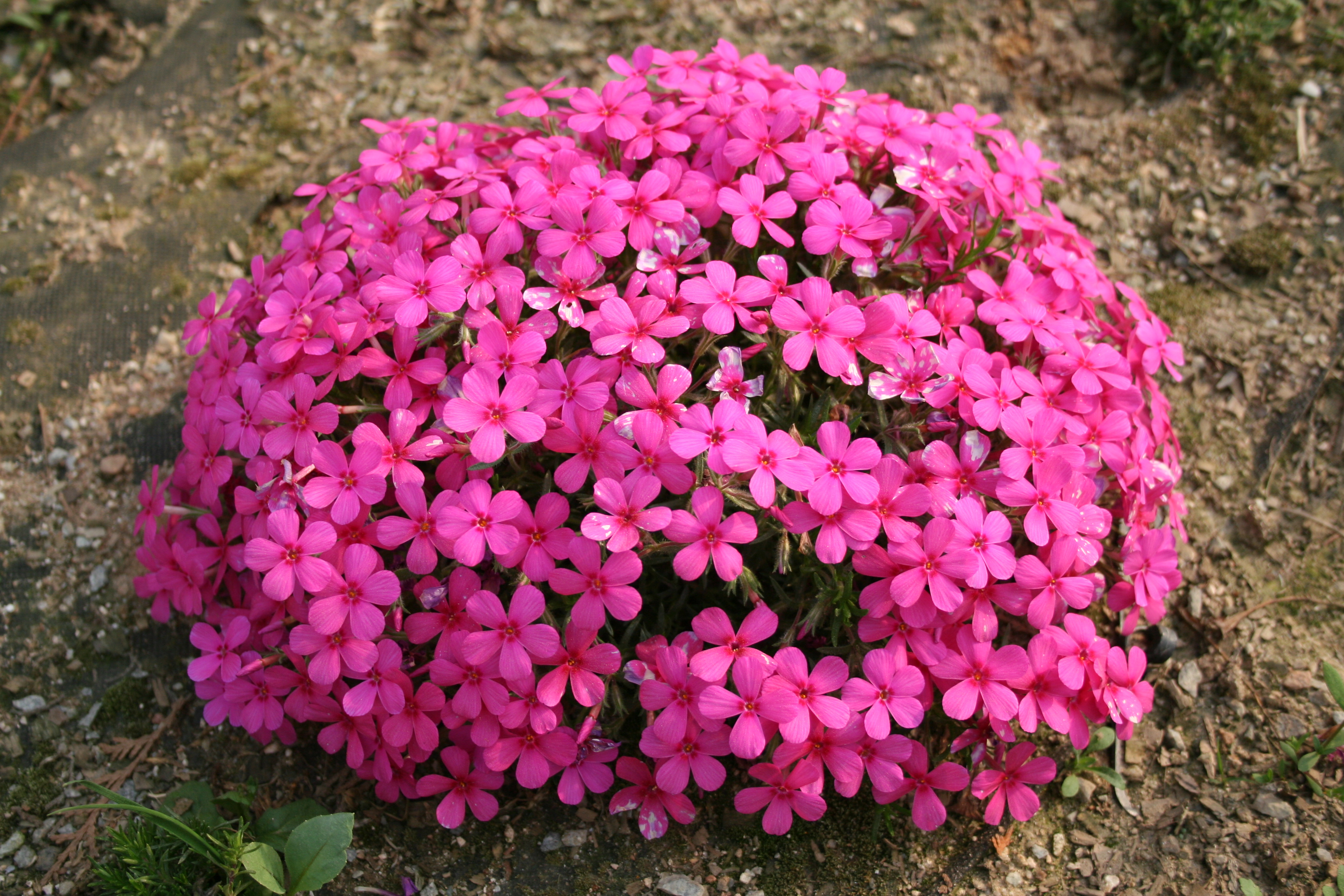 Phlox douglsii 'Red Sun'